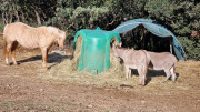 Mourgues_24_02-84