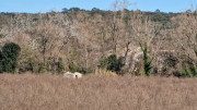 Sauve_24_02-121
