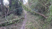 Sauve_25_02-232