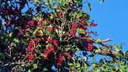 Sauve_25_02-25