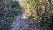 Sauve_25_02-89