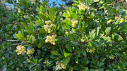 Cabrieres_24_11-108
