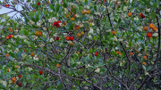 Cabrieres_24_11-206