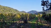 Cabrieres_24_11-221