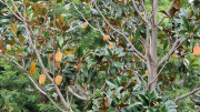 Salagou_24_04-203