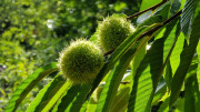 Babylone_25_09-58