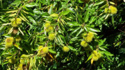 Babylone_25_09-66