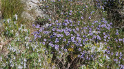 Calans_25_03-103