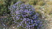 Calans_25_03-226