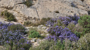 Calans_25_03-235