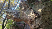 Masmolene_25_12-10