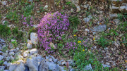 Logrian_25_04-55