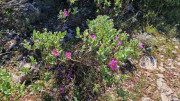 Logrian_25_04-60