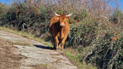 Malavieille_25_12-90