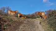 Malavieille_25_12-93