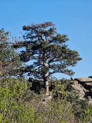 Vezoles_26_04-108