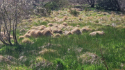 Vezoles_26_04-73