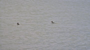Salines_25_03-83