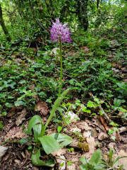 Sorbs_25_05-132