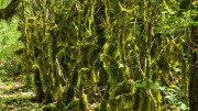 Sorbs_25_05-174