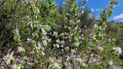 Sorbs_25_05-48