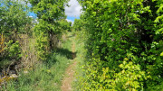 Sorbs_25_05-50