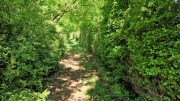 Sorbs_25_05-73