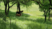 Sorbs_25_05-82