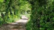 Sorbs_25_05-96