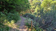 Aigoual_26_06-138