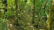 Aigoual_26_06-145