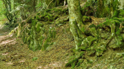 Aigoual_26_06-149