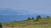 Aigoual_26_06-25