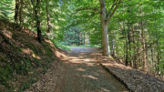 Aigoual_26_06-91