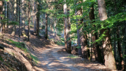 Aigoual_26_06-94