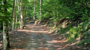 Aigoual_26_06-95