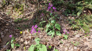 Brion_26_03-74