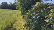 Cazebonne_26_05-102