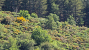 Cazebonne_26_05-11