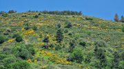 Cazebonne_26_05-30