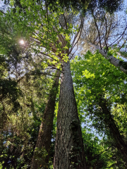 Cazebonne_26_05-41