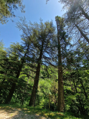 Cazebonne_26_05-46