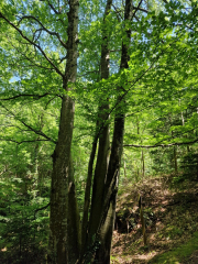 Cazebonne_26_05-48