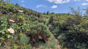 Cazebonne_26_05-72