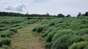 Dourbies_26_06-102