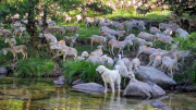 Dourbies_26_06-16