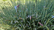 Dourbies_26_06-24