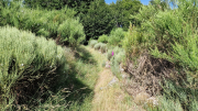 Dourbies_26_06-25