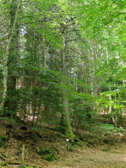 Dourbies_26_06-63