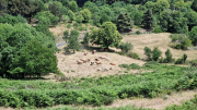 Dourbies_26_06-92